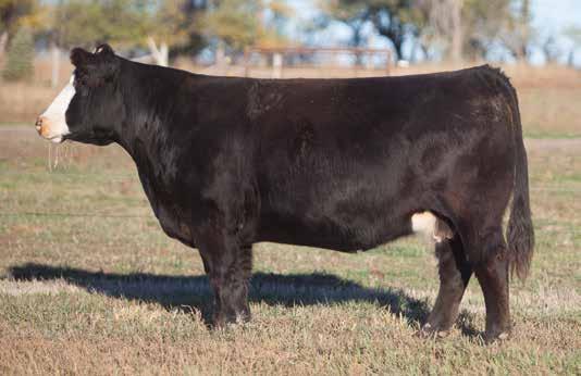 BRED COW SECTION LOT 219 800 REIMANN 2008 SIRE: Sunseeker DAM: Most Wanted This cow started off raising a $12,500 Bismark heifer her