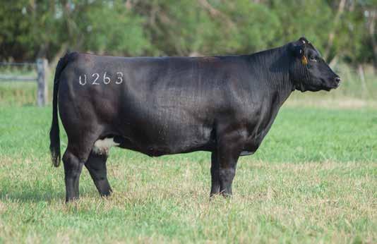 DONOR CALIBER COWS LEADING FEMALES FOR PRODUCTION LOT 222 0263 REIMANN 2008 SIRE: Strictly Business DAM: Maxi x Buck NATURAL SERVICE P.E. Thriller Son & Hard Drive Son This cow has been a rock solid donor for us.
