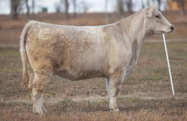 LOT 226 2 894 REIMANN 2012 SIRE: Stainless Steel DAM: Double Stuff Another sort out of the 3 year old division is this young Stainless Steal cow out of a no