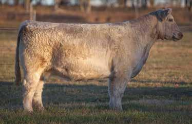 LOT 227 9 16 REIMANN 2009 SIRE: Big N Rich DAM: Benny A Big N Rich cow that has had success selling quality cattle. Raised a $5,000 Ali heifer. A.I. May 20, 2014 FLASHBACK A.