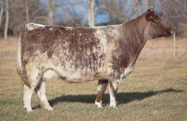 LOT 230 608 REIMANN 2006 SIRE: Unlimited Edition DAM: Purebred Shorthorn This donor averaged 6 embroyos per flush on 4 flushes.