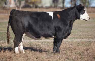Simple Man LOT 235 86BF REIMANN 2008 SIRE: Rocky Balboa DAM: Full Flush Son x Smoke Rings If her I Believe calf this year would have been a steer instead of a heifer, he
