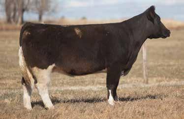 LOT 236 Y-158 HUNTER 2011 SIRE: Sunseeker DAM: Who Made Who We re having a hard time parting with this heifer.