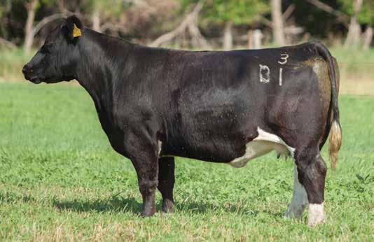 A LITTLE BIT OF COLOR LEADING FEMALES FOR PRODUCTION LOT 237 3 1 REIMANN 2003 SIRE: Cunia 602 DAM: Angus This cow needs no introduction; as she raised a