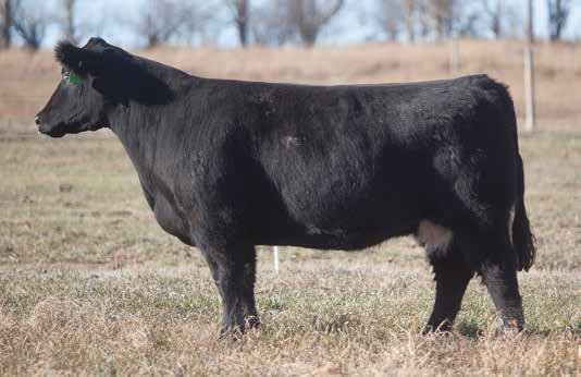 SELLS OPEN BRED COW SECTION LOT 238 805 REIMANN 2008 SIRE: Flush 602 DAM: Hide and Watch Nick purchased this cow with the intentions of her being the next