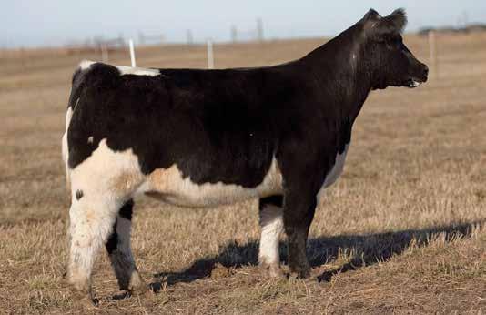 A LITTLE BIT OF COLOR LEADING FEMALES FOR PRODUCTION LOT 239 307LB REIMANN 2003 SIRE: All About You DAM: Payback A.I. Jun 29, 2014 UNLIMITED POWER P.E. Big Pappa & Cervesa 582 801 DONOR PICTURED The mother to the great 801 donor of Boysel and Kroupa.