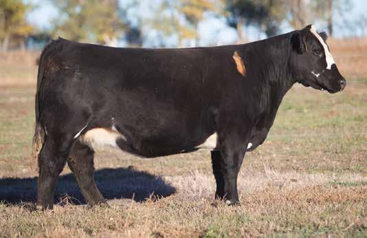 BRED COW SECTION LOT 240 9 165 REIMANN 2009 SIRE: Monopoly DAM: Ice Pick What a rare opportunity to own a double clean Monopoly donor.