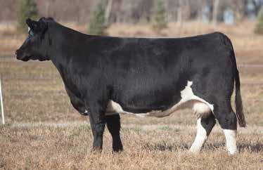 LOT 241 654 REIMANN 2006 SIRE: Carnac DAM: Maine x Angus A sweet black and white cow that always gives up something to sell for a premium.