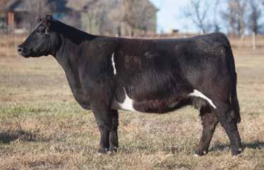 LOT 242 820 REIMANN 2008 SIRE: Heatseeker DAM: Simmy This cow has the choke of the neck and feet and legs that we like to see. Bred to the up and coming Smokin Bob bull. A.I. Jun 20, 2014 MONOPOLY 5 P.