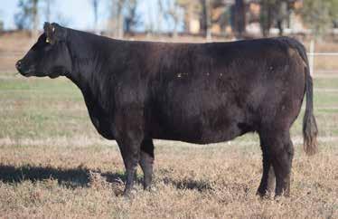 LOT 245 2 22 REIMANN 2012 SIRE: Mercedes Benz DAM: Heat Wave Nick bought this heifer from Brian Goettemoeller with the belief of making her a top tier donor.