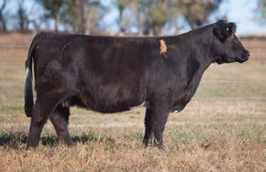LOT 246 0 81 REIMANN 2010 SIRE: Heat Wave DAM: Flashback Donor Her dam is 3-81 and full sib 9-132 both selling in this sale. She raised an $18,000 Poker Face heifer in 2013.