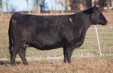 LOT 249 631BF REIMANN 2006 SIRE: Whos Got the Heat DAM: Angus A.I. May 20, 2014 GRIZZLY BEAR P.E. Simple Man An excellent Whos Got the Heat daughter that raised a $7,000 Texas Twister heifer.