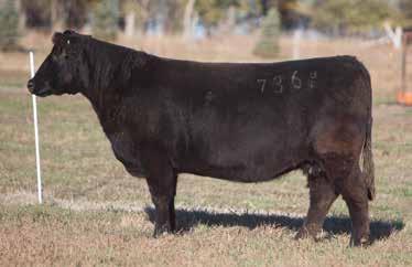 MANN 2007 SIRE: Whos Got the Heat DAM: Hotline A.I. May 30, 2014 NICK(YELLOW JACKET X HEATWAVE) P.E. Simple Man This is a stout footed, big bodied, sound Whos Got the Heat daughter that has done a really good job for us.