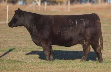 LOT 251 817BF REIMANN 2008 SIRE: Total Solution Son DAM: Heatseeker This young cow never misses whether it s raising females or steers.