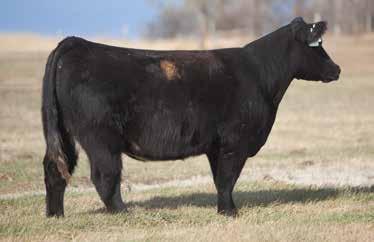 LOT 252 0 768 REIMANN 2010 SIRE: Hollyood DAM: Friction 768 A young Hollywood cow that was just starting to surface to the top.
