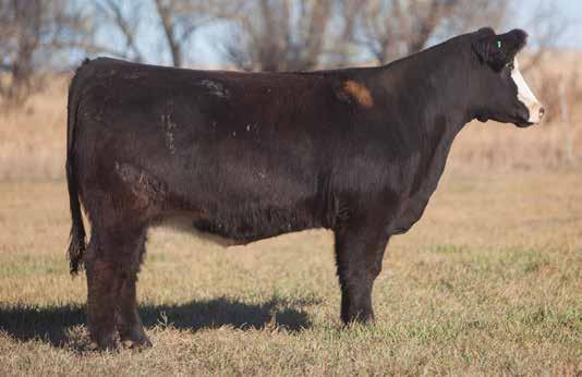 BRED HEIFER SECTION LOT 6 3 310 REIMANN SIRE: Frank the Tank DAM: Dr Meyer This was one of my dads favorite bred heifers. Her mom raised a $20,000 Direct Hit heifer a few years back.