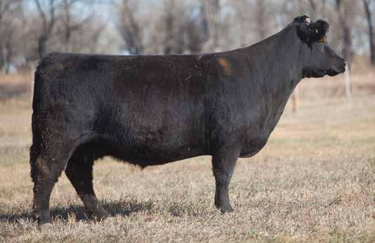 DONOR CALIBER COWS LEADING FEMALES FOR PRODUCTION LOT 253 381 REIMANN 2003 SIRE: Flashback Donor DAM: Maine A.I. May 20, 2014 FIREWATER P.E. Simple Man The dam to 081 and 9-132 both selling in this years sale.