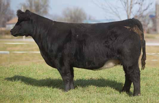 DONOR CALIBER COWS LEADING FEMALES FOR PRODUCTION LOT 257 132 HUNTER 2010 SIRE: Heat Wave DAM: Who Made Who A.I. Mar 27, 2014 MATERNAL PERFECTION P.E. Irish Whiskey Son This TH free Heat Wave is a true powerhouse.