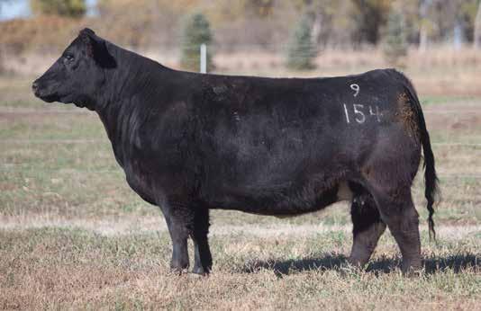She shouldn t need any introduction to the club calf business, her full sister raised the Grand Champion steer at the 2014 Fort Worth Stock Show. And we know this one is way better.