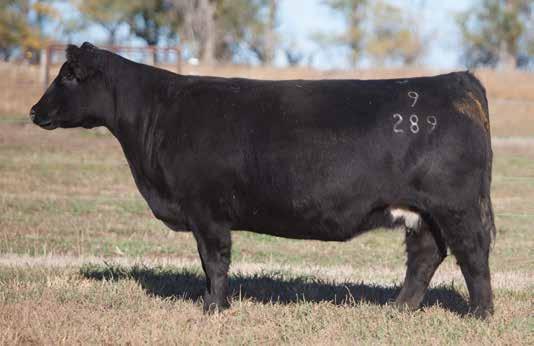 DONOR CALIBER COWS LEADING FEMALES FOR PRODUCTION LOT 259 9 289 REIMANN 2009 SIRE: Deja Vu DAM: Chill Factor A.I. May 25, 2014 LONE RANGER P.E. Simple Man What a find this one is!