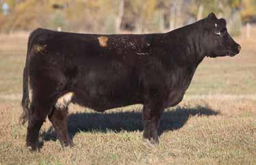 LOT 261 1 188 REIMANN 2011 Make sure you look this gal up on sale day. She has the build that is hard to come by. The feet and legs on her are impeccable, the calf inside of her could pay dividends.