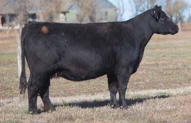 LOT 264 9 6108 REIMANN 2009 SIRE: Dirty Hairy DAM: M and M We have gotten along extremely well with our Dirty Hairy cows.