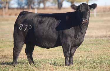 LOT 265 878 REIMANN 2008 SIRE: General Lee DAM: Angus An excellent maternal cow that came out of the Gaylon Losing program.