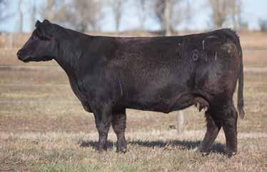 LOT 270 1 811 REIMANN 2011 SIRE: Total Solution DAM: McCarney This was Nick s pick of the bred heifers in the John Sachau cow sale a few years ago.