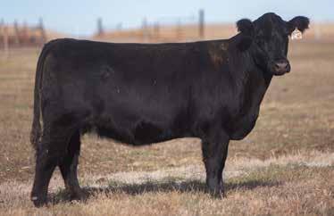 VICE P.E. Thriller Son & Hard Drive Son A.I. Jun 10, 2014 MONOPOLY 5 P.E. Big Pappa & Cervesa 582 LOT 271 7 4270 REIMANN 2007 SIRE: Ace DAM: Dieter ChiAngus This cow comes from the Dieter Brothers complete dispersion.