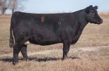 LOT 273 0 747 REIMANN 2010 This is a rare opportunity, you better get on board, proven genetics with Lut and a proven Heatseeker cow.