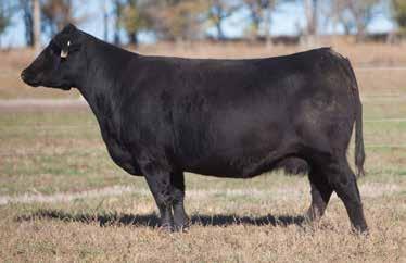 LOT 276 2 180 REIMANN 2012 Our Rodman cows have been excellent maternal producers. Being bred to Firewater makes her even more valuable.