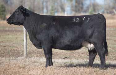 LOT 277 727BF REIMANN 2007 SIRE: Simmy DAM: Angus An excellent bred maternal cow.