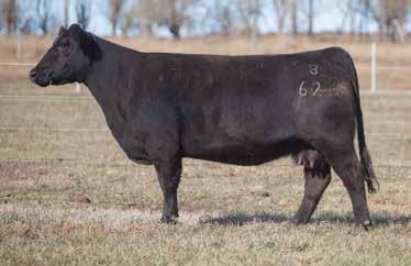 LOT 278 8 62 REIMANN 2008 SIRE: Who Made Who DAM: Angus The mother of a $26,000 Heat Wave steer. We felt we owed it to her to breed her back the same way.