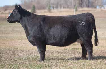 Her daughter 3-62 also sells in the sale. A.I. Jul 9, 2014 BEL