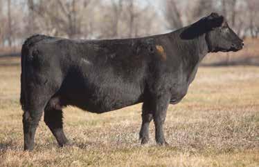 LOT 281 9 86 REIMANN 2009 This royal bred breeding piece will certainly be a highlight on sale day. With a Rodger That calf inside of her she is getting set up for a big splash.