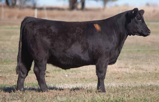 IRISH WHISKEY INFLUENCED BREDS D O N O R C A L I B E R B R E D S LOT 7 3 710 REIMANN SIRE: Irish Whiskey Son DAM: Irish Whiskey Son A.I. May 20, 2014 UNBELIEVABLE A double bred Irish Whiskey heifer that has steer momma written all over her.