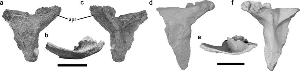 74 Naturwissenschaften (2010) 97:71 78 Fig. 2 Right postorbitals of Orkoraptor (a c) and Aerosteon (d f) in lateral (a, d), dorsal (b, e) and medial (c, f) views. apr anterior process.