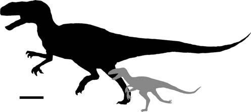 Naturwissenschaften (2010) 97:71 78 77 Fig. 4 Silhouettes of Chilantaisaurus (black; femoral length 1,190 mm) and Fukuiraptor (grey, femoral length 507 mm) showing size disparity among neovenatorids.