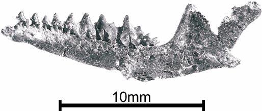 2004 RICH AND VICKERS-RICH: CRETACEOUS MAMMALS FROM VICTORIA 47 Fig. 3.10. Photograph of NMV P210075, holotype of Bishops whitmorei, made prior to the loss of p1. Labial view of mandible.