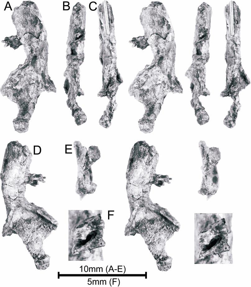 2004 RICH AND VICKERS-RICH: CRETACEOUS MAMMALS FROM VICTORIA 37 Fig. 3.1. Teinolophos trusleri, NMV P208231, left mandibular fragment with the most posterior molar.