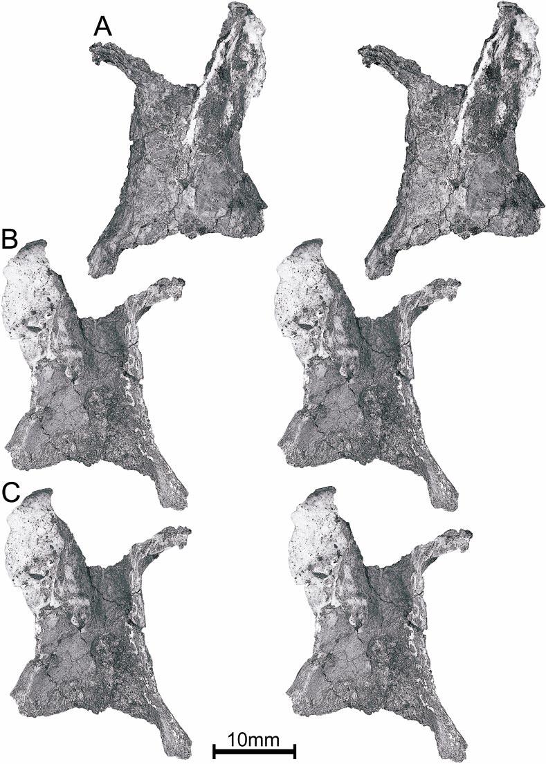 2004 RICH AND VICKERS-RICH: CRETACEOUS MAMMALS FROM VICTORIA 41 Fig. 3.5. NMV P210005, frontal region of skull.