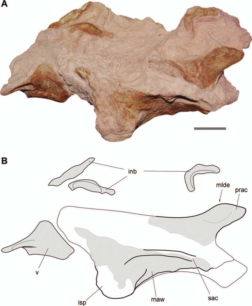 ALCHERINGA BASAL SAUROPODOMORPH FROM BRAZIL 3 SAUROPODOMORPHA Huene, 1932 sensu Upchurch, 1997 Sauropodomorpha indet. Material.