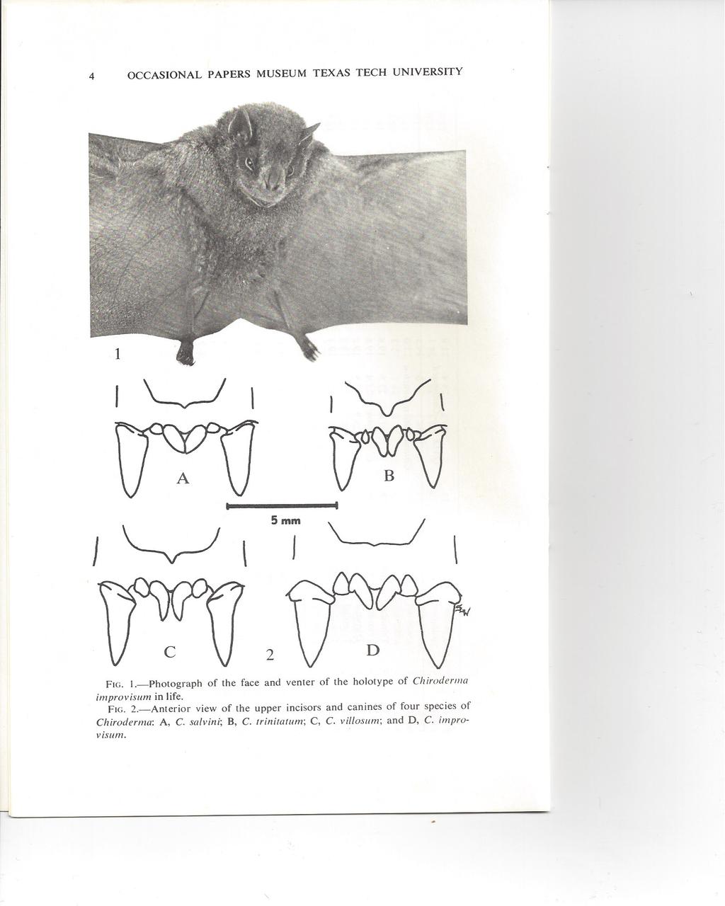 4 OCCASIONAL PAPERS MUSEUM TEXAS TECH UNIVERSITY J \ 2 FIG. I.-Photograph of the face and venter of the holotype of Chiwderllla improvisuni in life. FIG. 2.-Anlerior view of Ihe upper incisors and canines of four species of Chiroderma: A, C.
