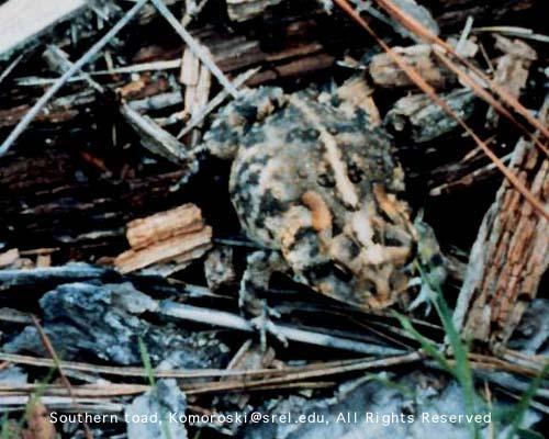 Southern Toad Bufo terrestris Light stripe down the middle of the back; warty skin. Two large bony ridges between the eyes.