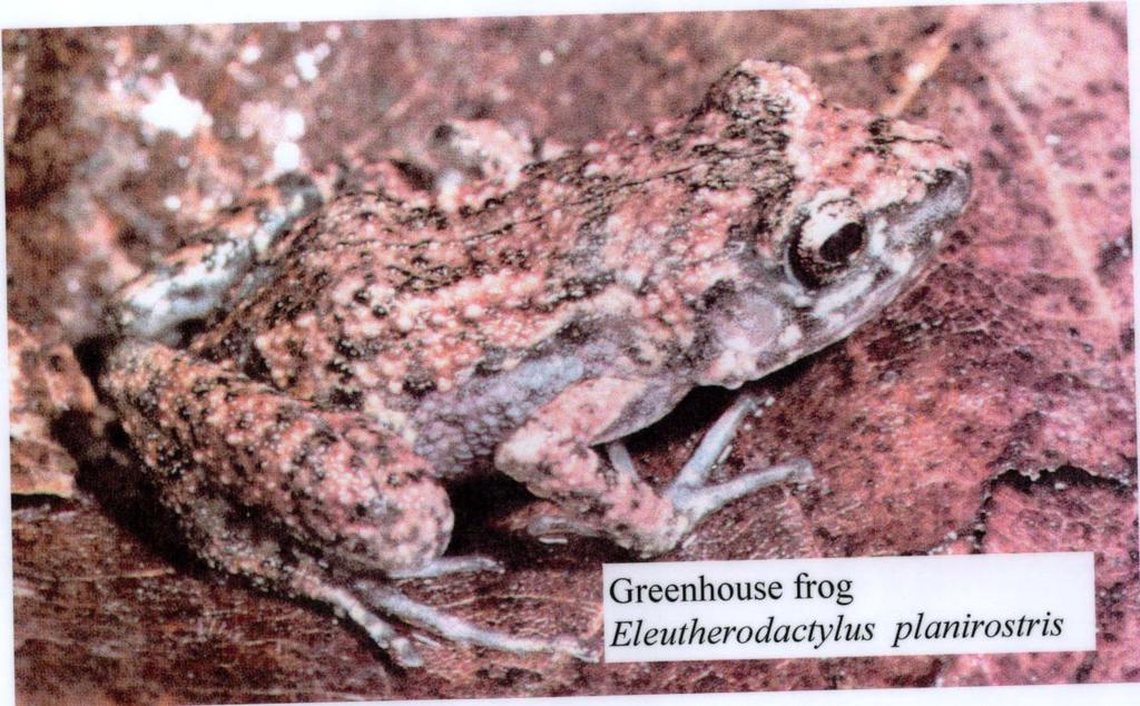 Greenhouse Frog Eleutherodactylus planirostris Originally from Cuba.