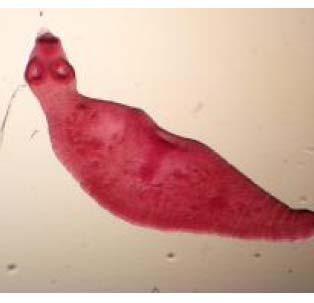 12: Five segmented worm (stained with FAAL) Discussion Cultivation of E. granulosus backs to several years ago (11).