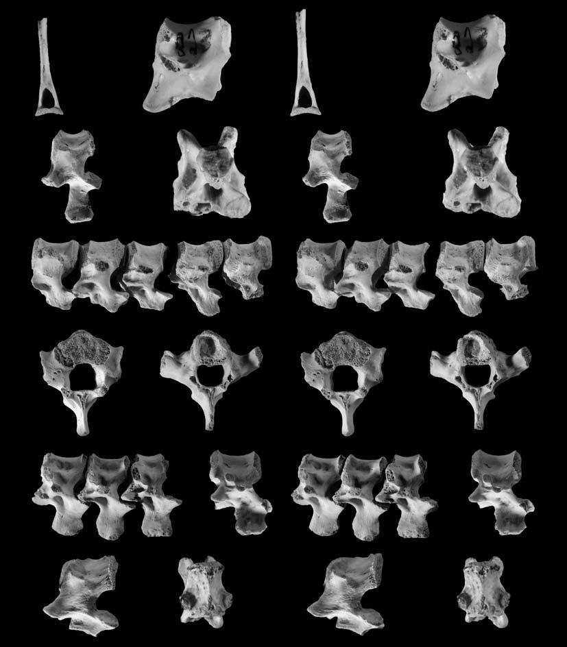 EARLY TRIASSIC ARCHOSAURIFORM POSTCRANIAL REMAINS FROM POLAND 293 5mm Fig. 4. A L. Osmolskina czatkowicensis Borsuk Białynicka et Evans, 2003, Early Triassic of Czatkowice 1, Poland. A. Cervical vertebra ZPAL RV/573.