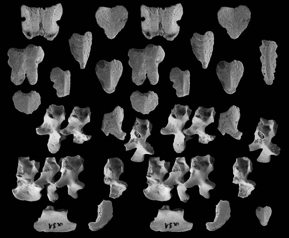 294 MAGDALENA BORSUK BIAŁYNICKA and ANDRIEJ G. SENNIKOV 5mm 5mm Fig. 5. Archosauriform remains, Early Triassic of Czatkowice 1, Poland. A. Collilongus rarus gen. et sp. n.
