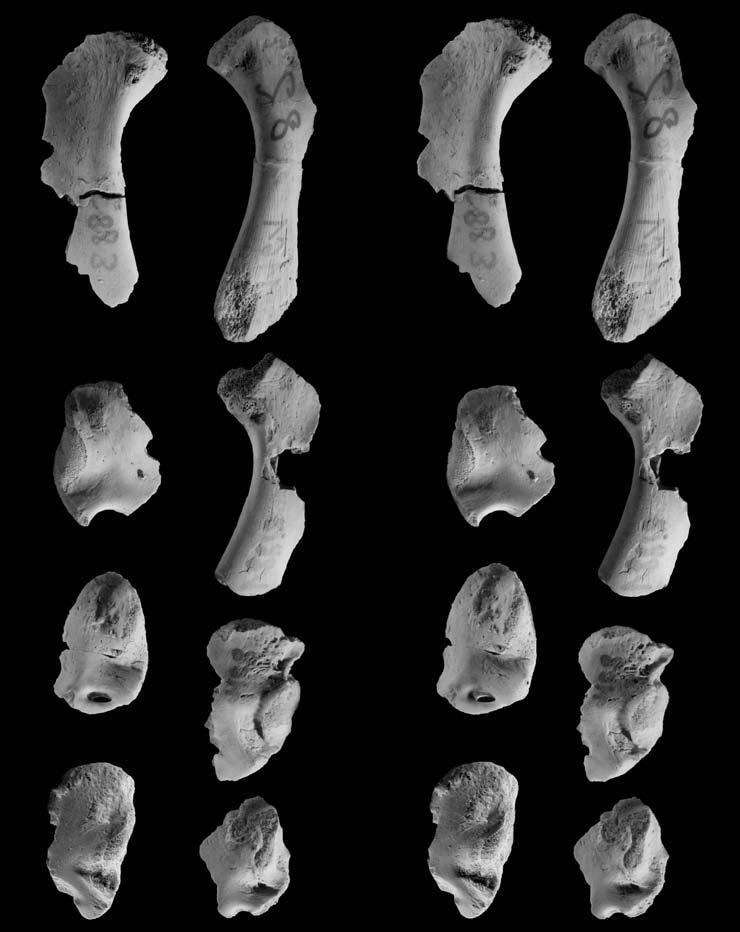 EARLY TRIASSIC ARCHOSAURIFORM POSTCRANIAL REMAINS FROM POLAND 295 osteoderms of the small, asymmetrical, morphotype described above (Fig.