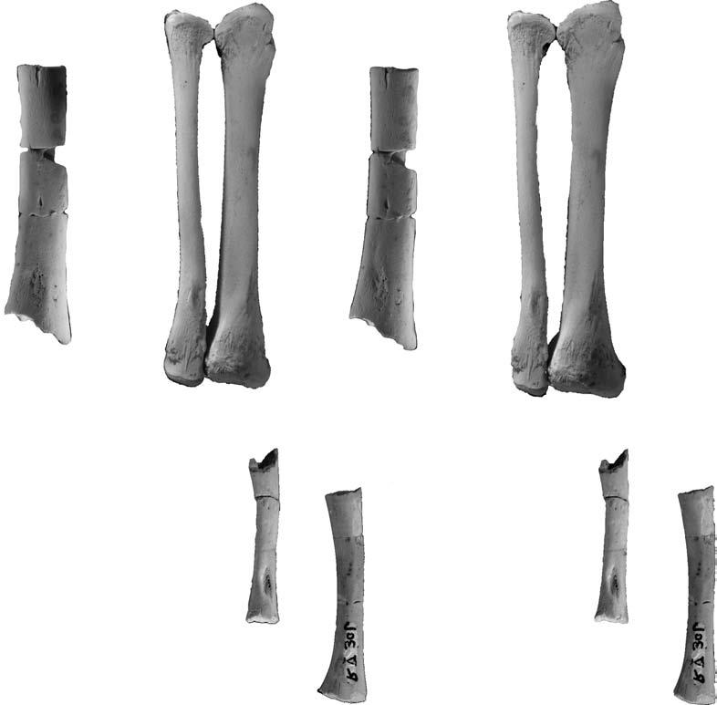 306 MAGDALENA BORSUK BIAŁYNICKA and ANDRIEJ G. SENNIKOV possible crest for fibular contact puboischiotibialis scar 10 mm puboischiotibialis scar anterior trochanter Fig. 15. A. Archosauriformes gen.